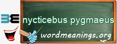 WordMeaning blackboard for nycticebus pygmaeus